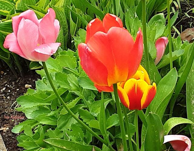 Foto: Iris Alefelder