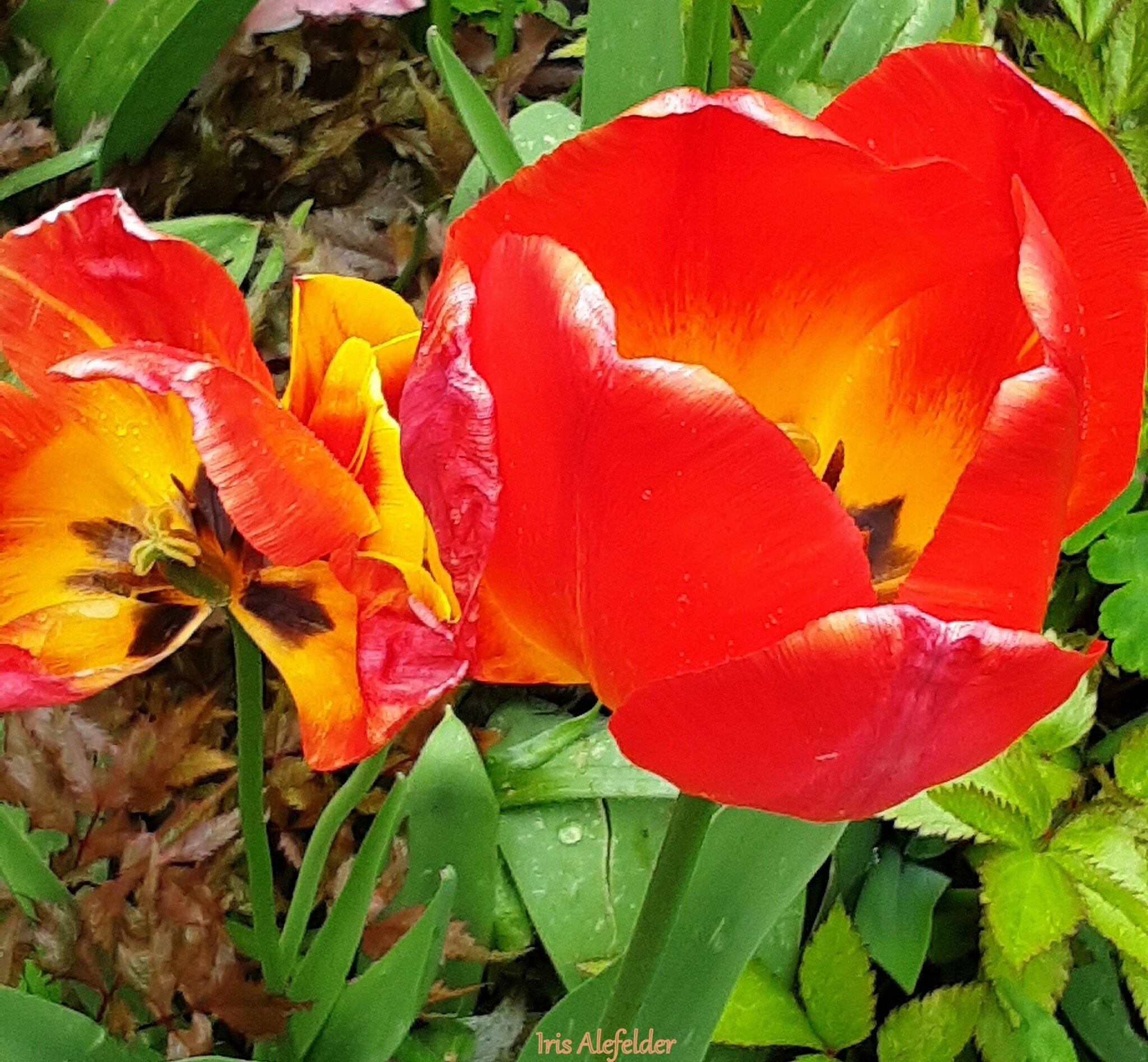 Tulpen Tulpen im ( 2 ) Augsburg