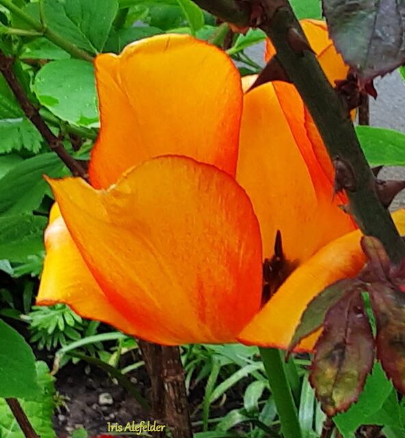 Foto: Iris Alefelder