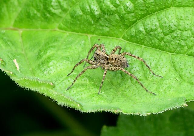 Spinne | Foto: Copyright Andreas Schäfer