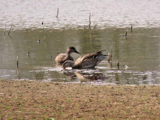 Ente