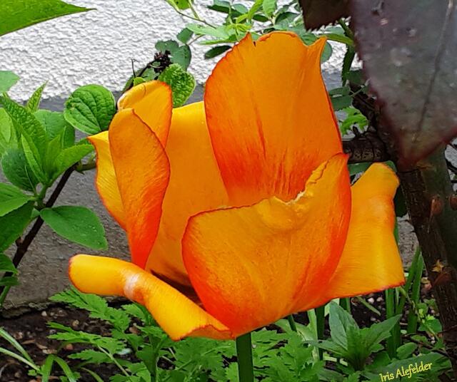 Foto: Iris Alefelder