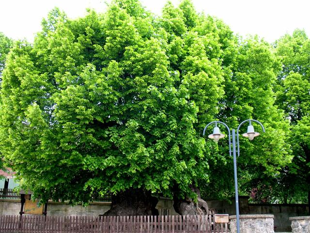Und vor rund 1100 Jahren hat er unter der Dorflinde, die damals schon ein größerer oder großer Baum gewesen sein muss, vermutlich Gericht gehalten. Es könnte sogar ein Marienbaum sein, der zurzeit Karl des Großen angepflanzt wurde.
Ihre einstige Größe und ihr Alter sieht man ihr auf den ersten Blick allerdings nicht an.