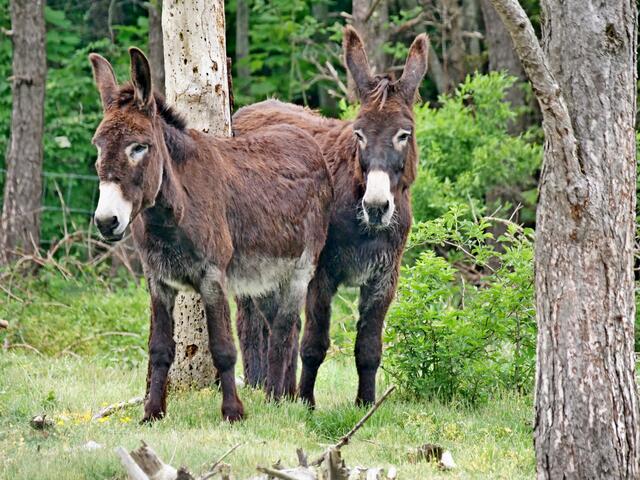 Das sind Pippa und Pippo