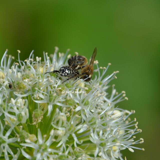 Berggarten im Jahreslauf - kunterbunte Blütenpracht im Mai

Biene trifft Trauer-Rosenkäfer (Oxythyrea funesta)

(Foto: Katja Woidtke)