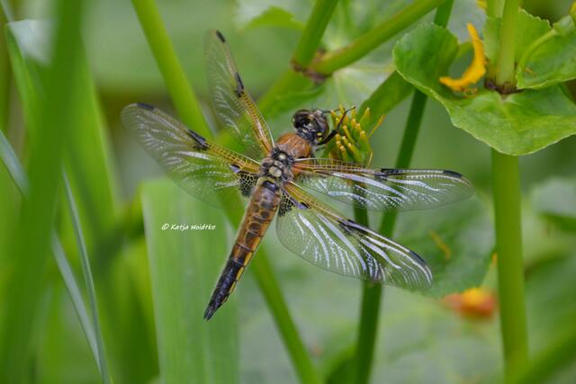 Berggarten im Jahreslauf - kunterbunte Blütenpracht im Mai

Vierfleck (Libellula quadrimaculata)

(Foto: Katja Woidtke)