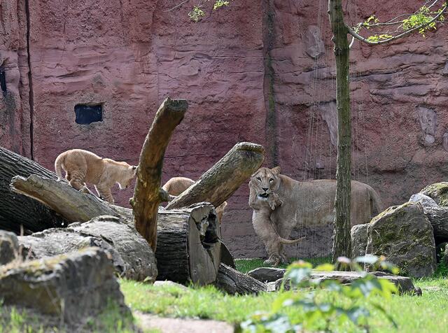 Mutter Zara hat immer ein Auge auf die Kleinen.