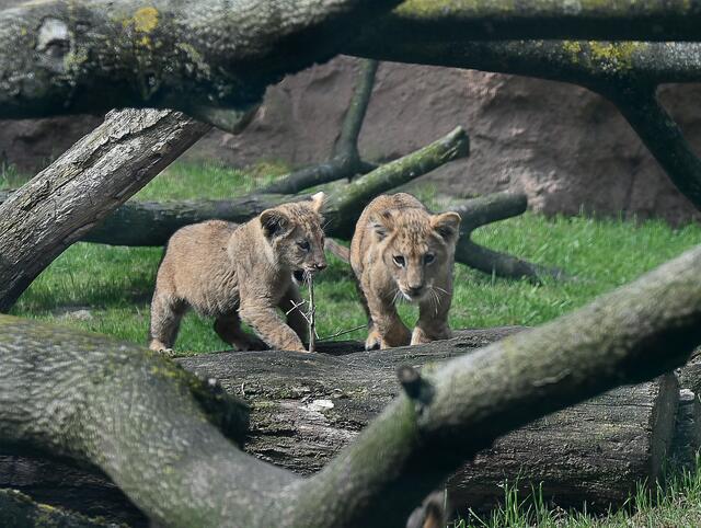 Fauchen, klettern, herumtollen: kleine Löwen auf großer Pirsch