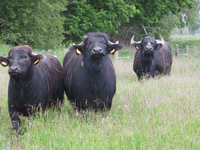 Von R -&gt; L  Die Mutterkuh Vera (11Jahre alt) und ihre Fremdtochter Lianda (18 Monate) und Violina (10 Monate) ihre eigene Tochter.