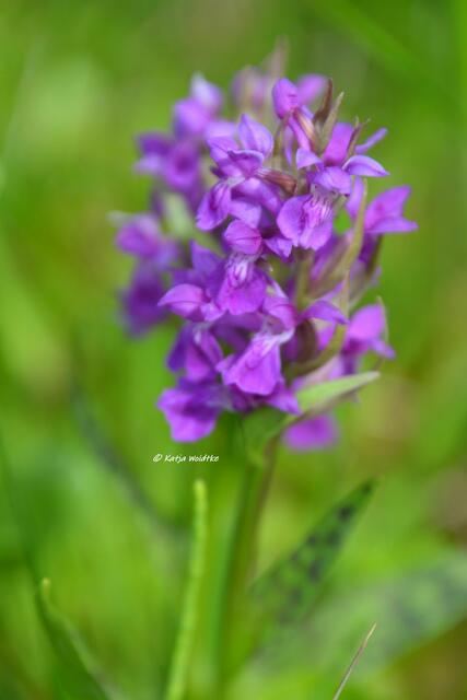 Berggarten im Jahreslauf - kunterbunte Blütenpracht im Mai

Kanbenkraut (Orchis)

(Foto: Katja Woidtke)