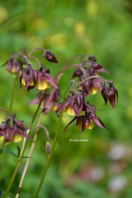 Berggarten im Jahreslauf - kunterbunte Blütenpracht im Mai

Akelei (Aquilegia)

(Foto: Katja Woidtke)