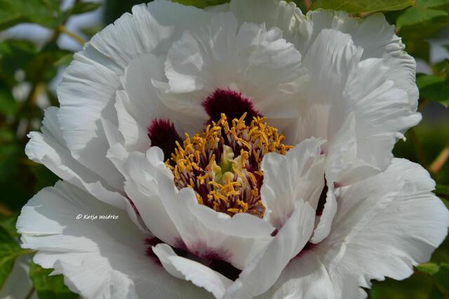 Berggarten im Jahreslauf - kunterbunte Blütenpracht im Mai

Gefleckte Strauchpfingstrose (Paeonia rockii) "Arnold"

(Foto: Katja Woidtke)