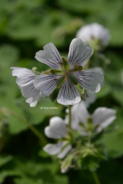 Berggarten im Jahreslauf - kunterbunte Blütenpracht im Mai

Storchschnabel (Geranium)

(Foto: Katja Woidtke)