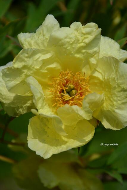 Berggarten im Jahreslauf - kunterbunte Blütenpracht im Mai

Pfingstrose (Paeonia x lemoinei) "Canary"

(Foto: Katja Woidtke)