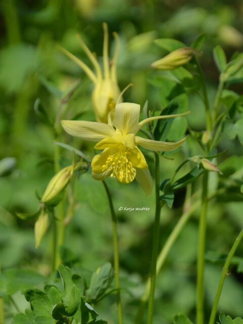 Berggarten im Jahreslauf - kunterbunte Blütenpracht im Mai

Akelei (Aquilegia)

(Foto: Katja Woidtke)