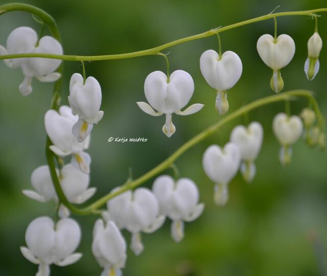 Berggarten im Jahreslauf - kunterbunte Blütenpracht im Mai

Tränendes Herz (Lamprocapnos spectabilis) "Alba"

(Foto: Katja Woidtke)