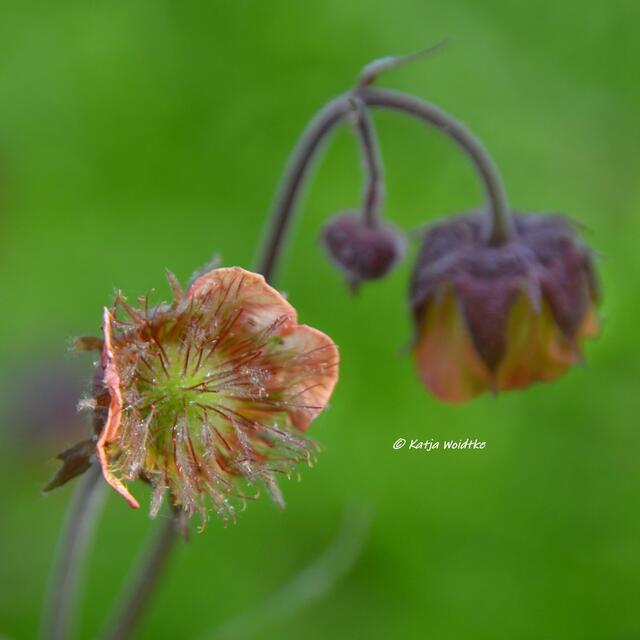 Berggarten im Jahreslauf - kunterbunte Blütenpracht im Mai

Bach-Nelkenwurz (Geum rivale)

(Foto: Katja Woidtke)