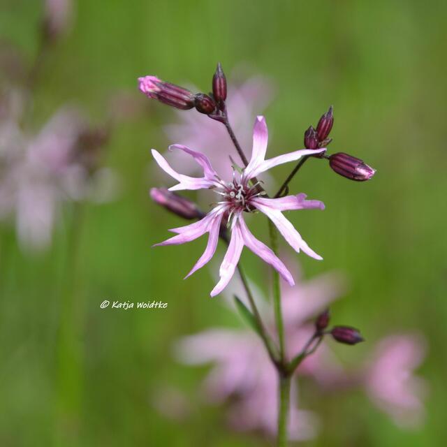 Berggarten im Jahreslauf - kunterbunte Blütenpracht im Mai

Kuckucks-Lichtnelke (Lychnis flos-cuculi)

(Foto: Katja Woidtke)