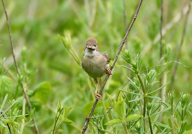Foto: Copyright Andreas Schäfer