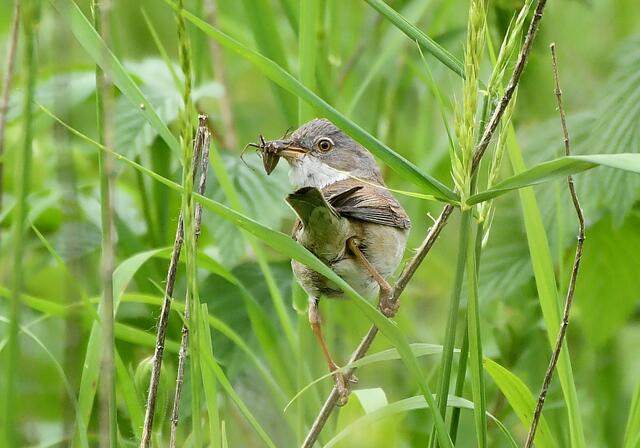 Foto: Copyright Andreas Schäfer