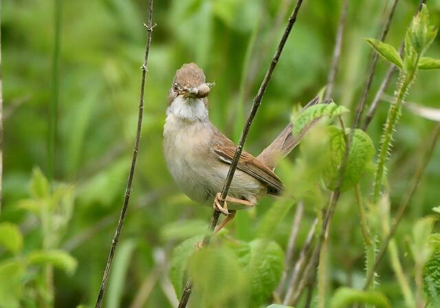 Foto: Copyright Andreas Schäfer