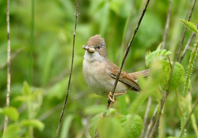 Foto: Copyright Andreas Schäfer