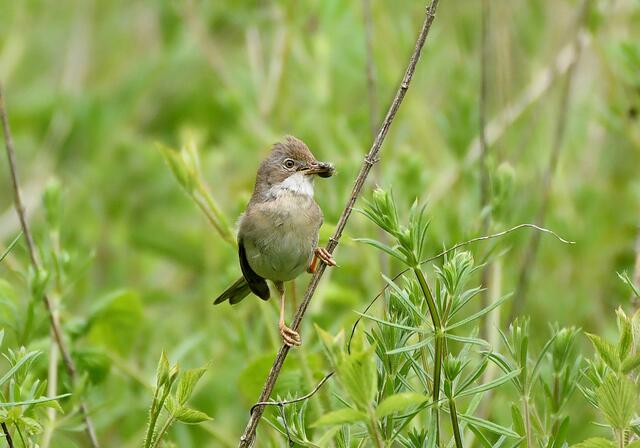 Foto: Copyright Andreas Schäfer