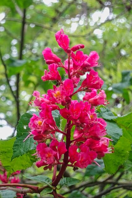 Kastanienblüten im Schlosspark