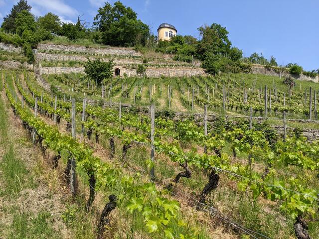 Saale-Weinmeile 2023: Eröffnung der 21. Saale-Weinmeile Pfingsten 2023