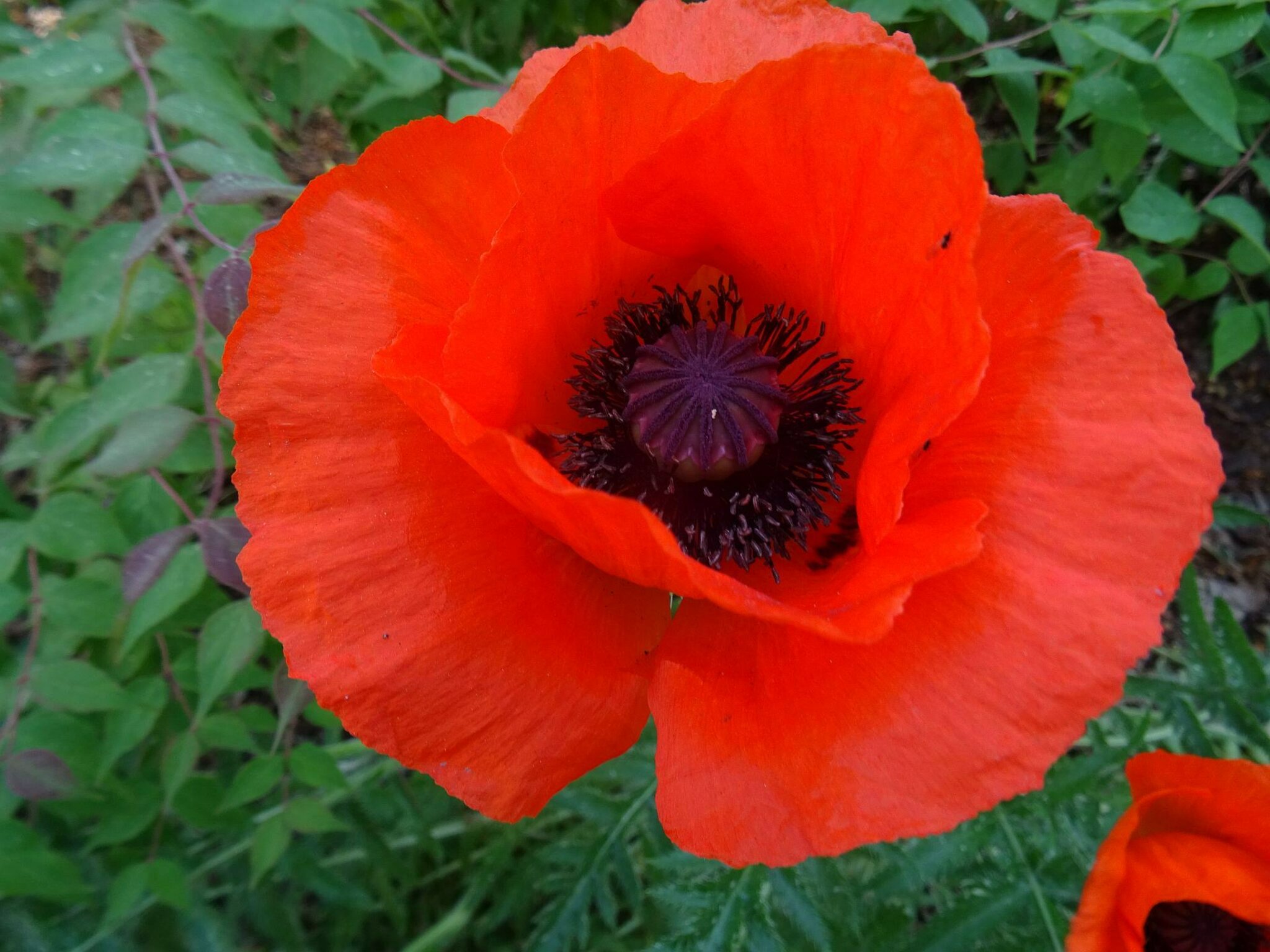 Alles ist Vergänglich: Auch der schöne Anblick vom türkischen Mohn geht ...