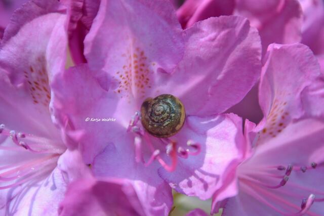 Rund ums Steinhuder Meer - Rhododendronblüte im Hagenburger Schlosspark

(Foto: Katja Woidtke)