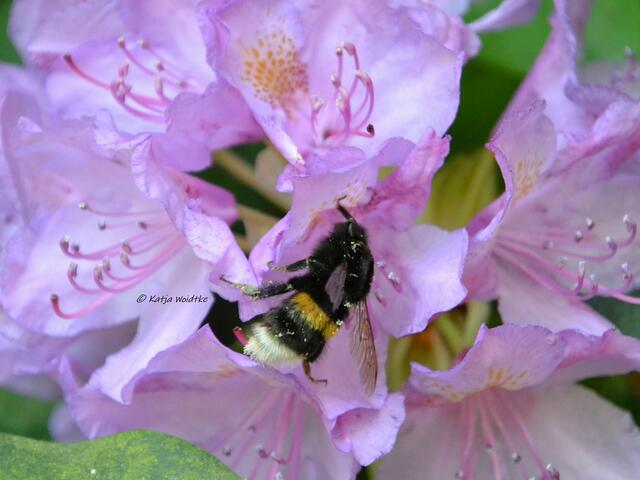 Rund ums Steinhuder Meer - Rhododendronblüte im Hagenburger Schlosspark

(Foto: Katja Woidtke)