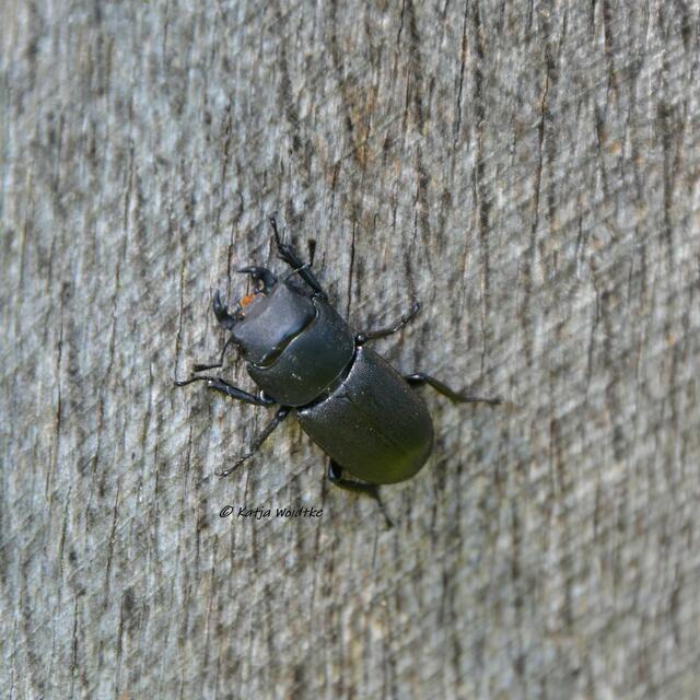 Rund ums Steinhuder Meer - Rhododendronblüte im Hagenburger Schlosspark

Balkenschröter (Dorcus parallelipipedus)

(Foto: Katja Woidtke)
