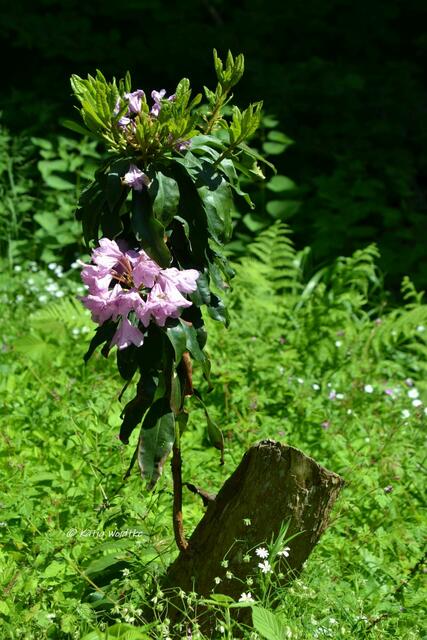 Rund ums Steinhuder Meer - Rhododendronblüte im Hagenburger Schlosspark

(Foto: Katja Woidtke)