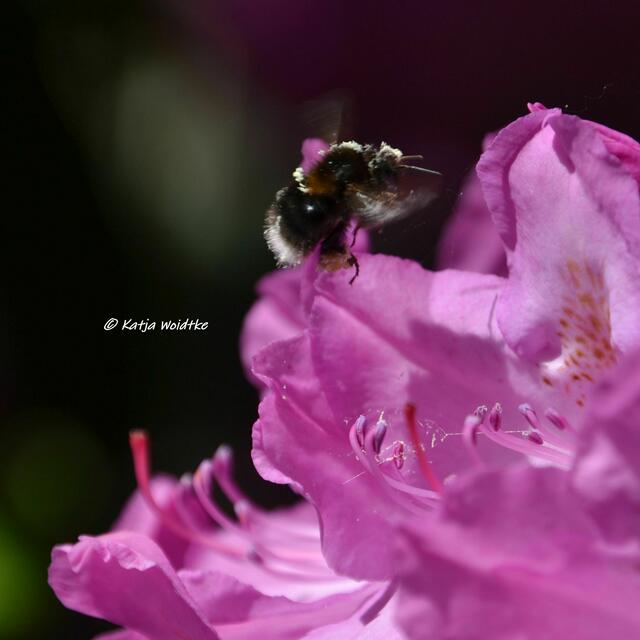 Rund ums Steinhuder Meer - Rhododendronblüte im Hagenburger Schlosspark

(Foto: Katja Woidtke)
