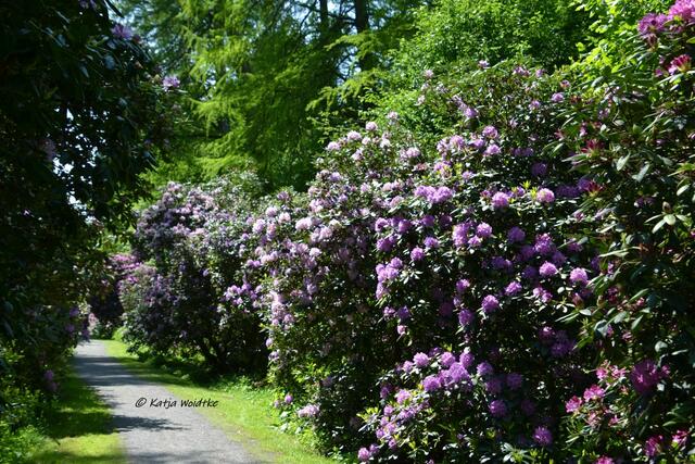 Rund ums Steinhuder Meer - Rhododendronblüte im Hagenburger Schlosspark

(Foto: Katja Woidtke)
