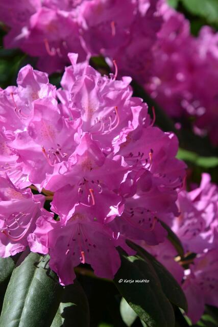 Rund ums Steinhuder Meer - Rhododendronblüte im Hagenburger Schlosspark

(Foto: Katja Woidtke)