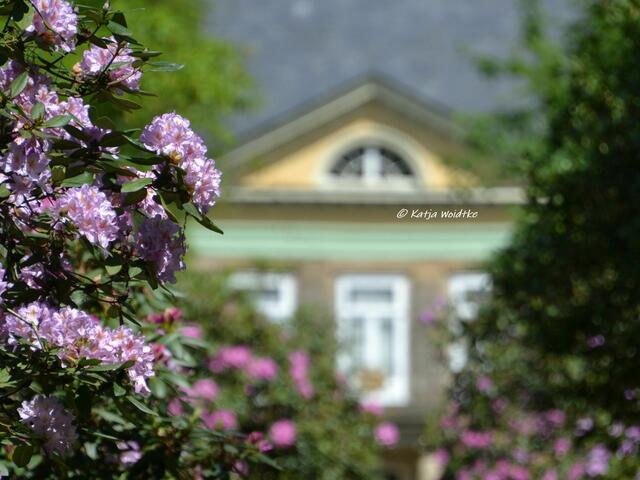Rund ums Steinhuder Meer - Rhododendronblüte im Hagenburger Schlosspark

(Foto: Katja Woidtke)