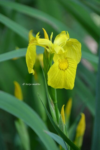 Rund ums Steinhuder Meer - Rhododendronblüte im Hagenburger Schlosspark

Sumpf-Schwertlilie (Iris pseudacorus)

(Foto: Katja Woidtke)
