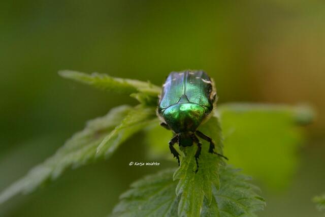 Rund ums Steinhuder Meer - Rhododendronblüte im Hagenburger Schlosspark

Rosenkäfer (Cetoniinae)

(Foto: Katja Woidtke)