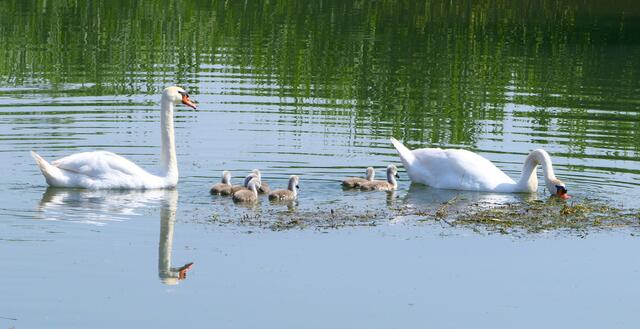 Familienidylle im Naturreservat des Mincio