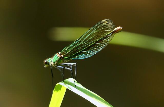 Schnappschuß an einem der kleinen Wasserläufe im Wäldchen
