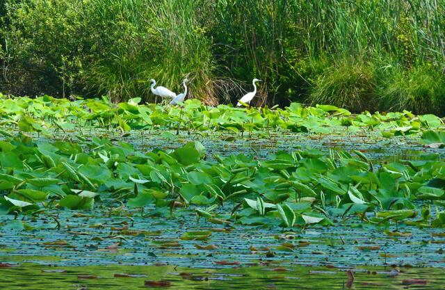 Drei weiße Reiher im dichten Grün