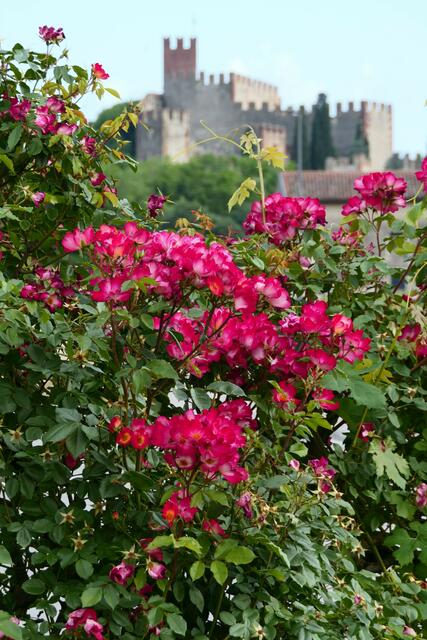 Im Hintergrund die Burg von Soave