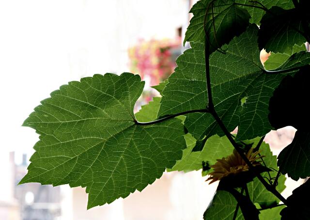 Wechselbad der Weingefühle: der mineralische Soave aus der Classicozone war mal unser Favorit, aber seit wir unsere knackigen Deutschen entdeckt haben, trinken wir vor Ort natürlich einen Soave, aber über den Brenner exportieren wir ihn nicht mehr. Scusate!