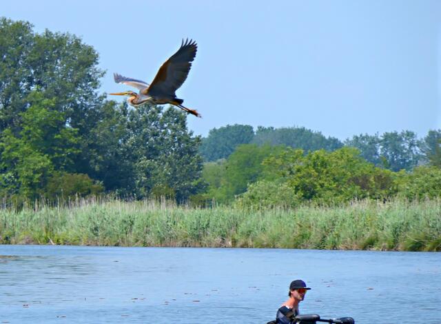 Ein Graureiher überfliegt das Boot eines Rangers