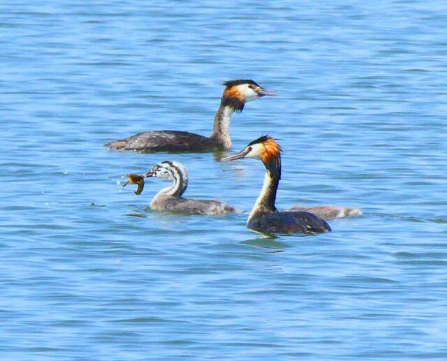 Haubentaucher haben ihrem gestreiften Nachwuchs Futter gebracht