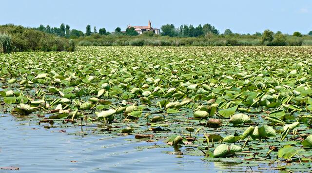 Am Oberen See sieht man diese riesigen grünen Felder mit Wasserpflanzen. Es handelt sich um Lotosblüten, die 1921 erstmals nach Mantua kamen und inzwischen zu einer einzigartige Touristenattraktion geworden sind. Leider blühen sie erst im Juli und August.