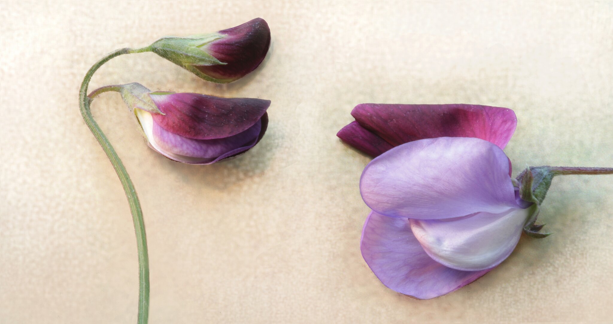 B l ü t e n t r ä u m e Die 'Duftende Platterbse' (Lathyrus odoratus