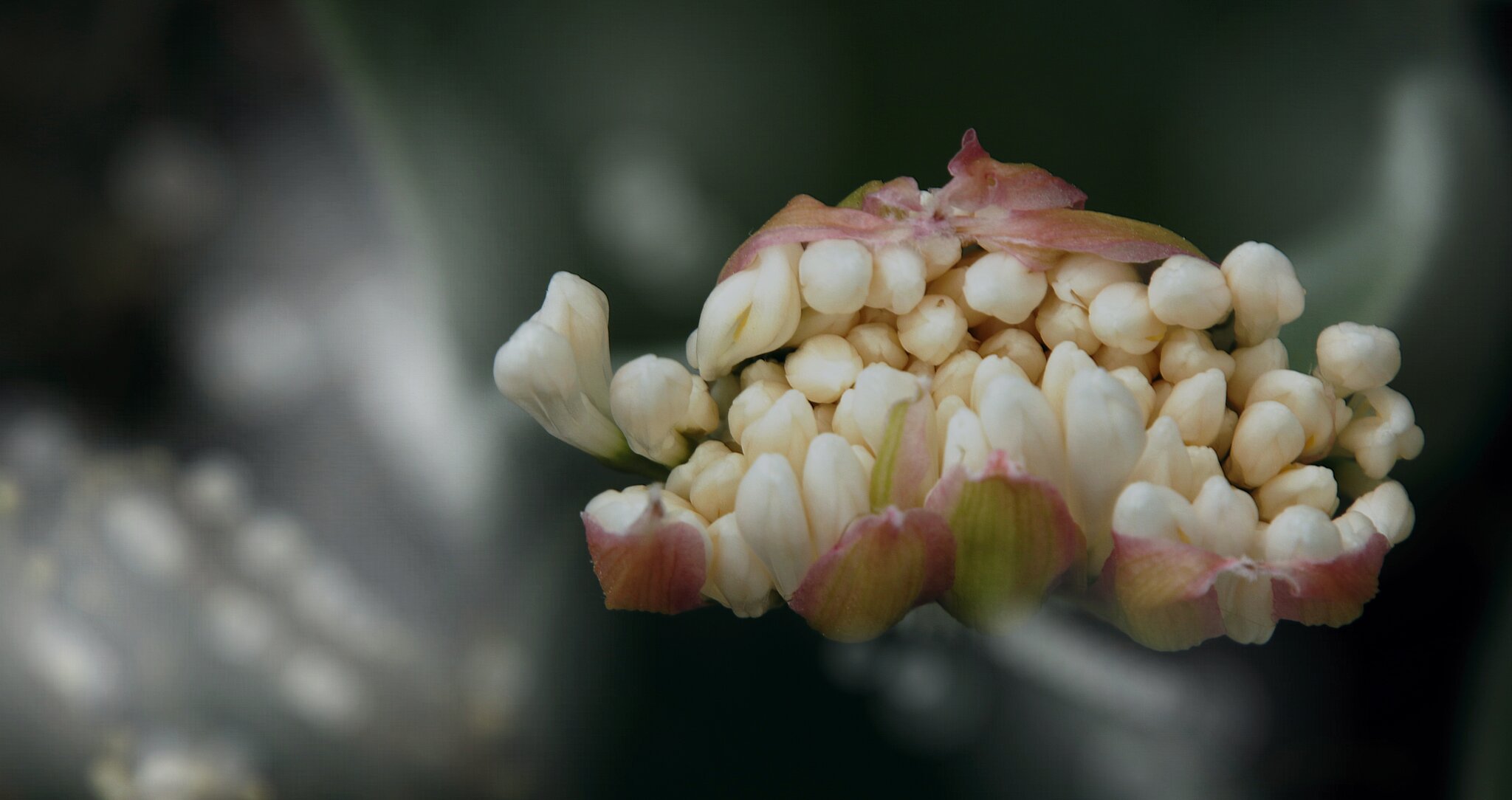 P f l a n z e n r a r i t  t: Die 'Blutblume' (Haemanthus humilis) zhlt  zur Familie der Amaryllisgewchse ... - Bochum